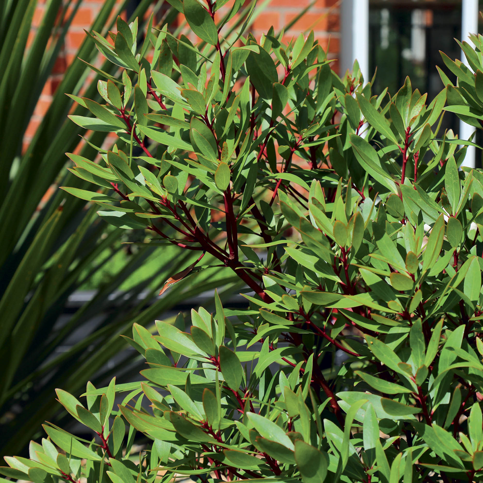 Tasmanian pepperberry