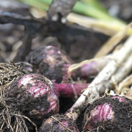 Freshly lifted allium bulbs with soil still clinging to them
