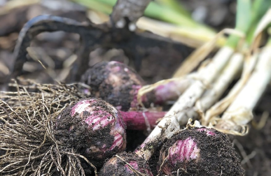 Freshly lifted allium bulbs with soil still clinging to them