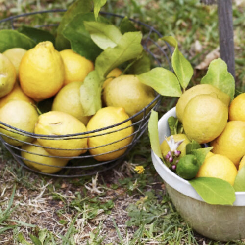 Fruit trees: basics and beyond