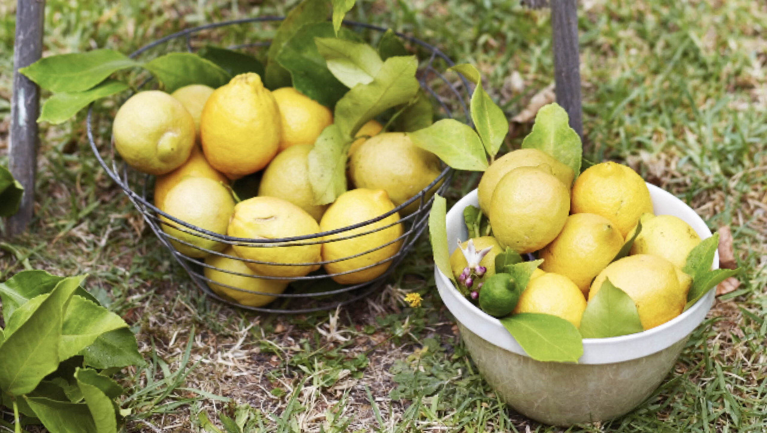 Fruit trees: basics and beyond