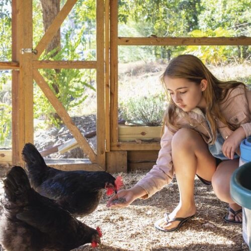 A girl hand-feeding two black hens inside a secure chicken run