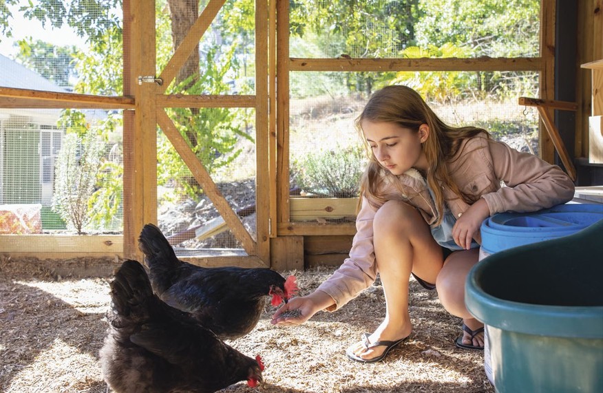 A girl hand-feeding two black hens inside a secure chicken run