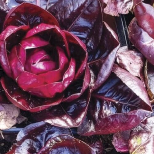 Ripe radicchio head with deep red rosette leaves