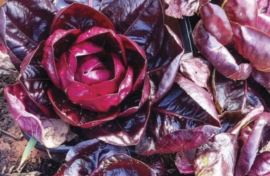 Ripe radicchio head with deep red rosette leaves