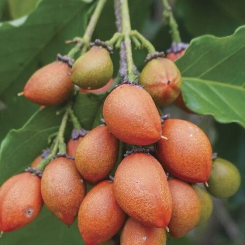 The peanut butter berry fruit ripening on a branch.
