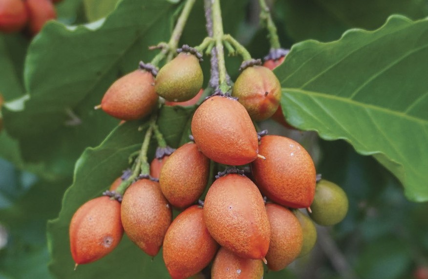 The peanut butter berry fruit ripening on a branch.