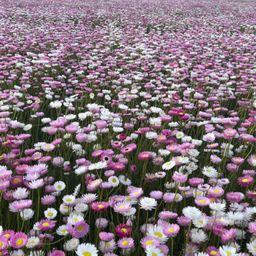 A field of everlasting daisies.