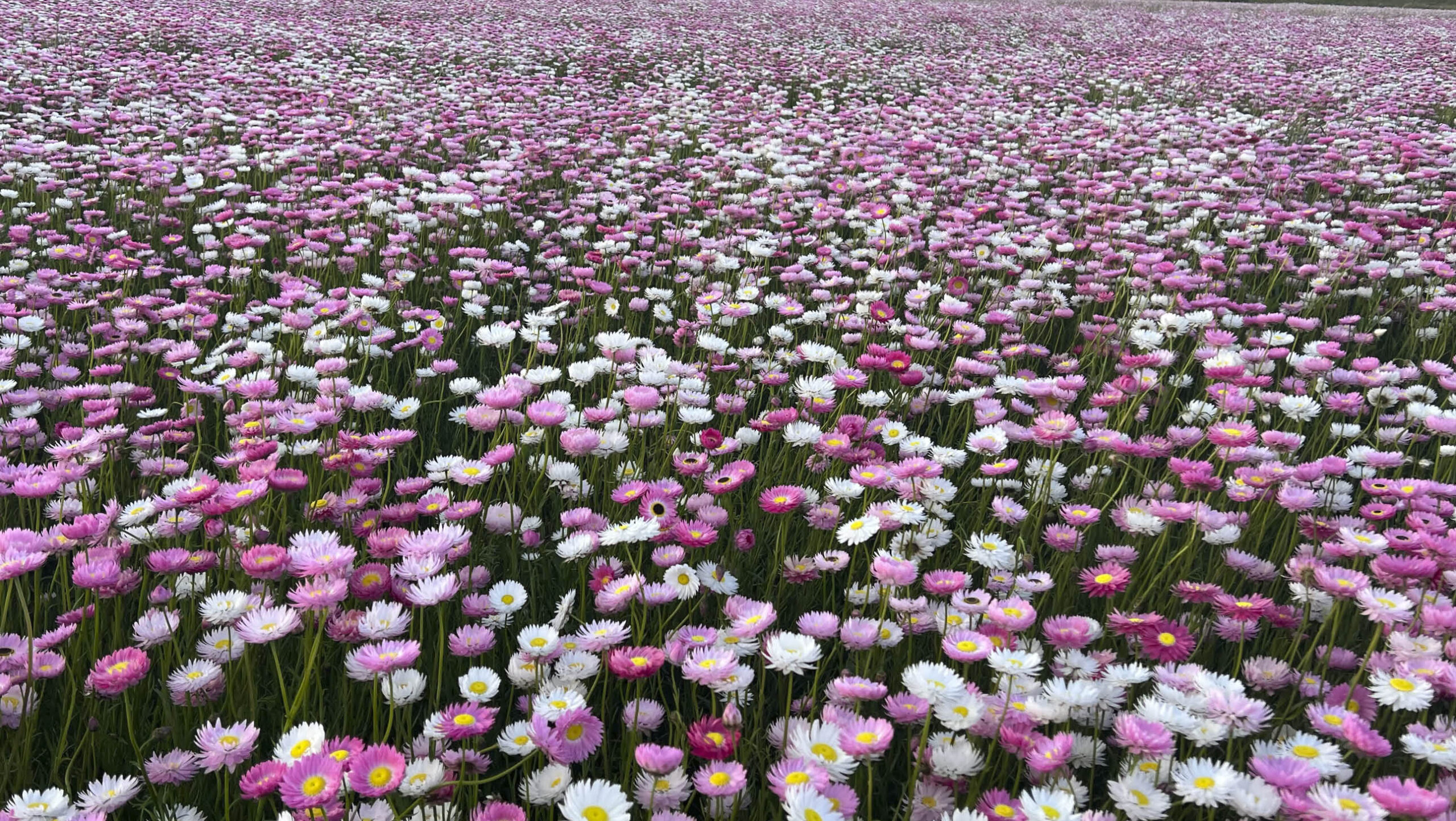 A field of everlasting daisies.