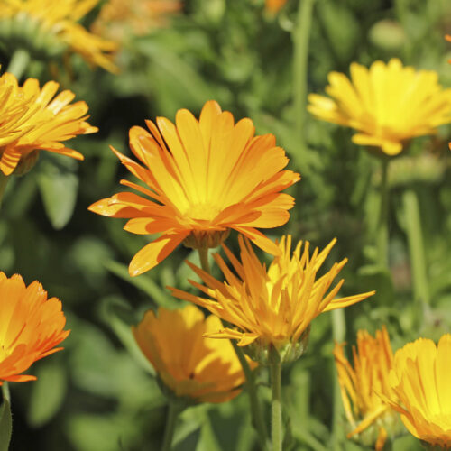Calendula flowers growing among green stems and leaves.