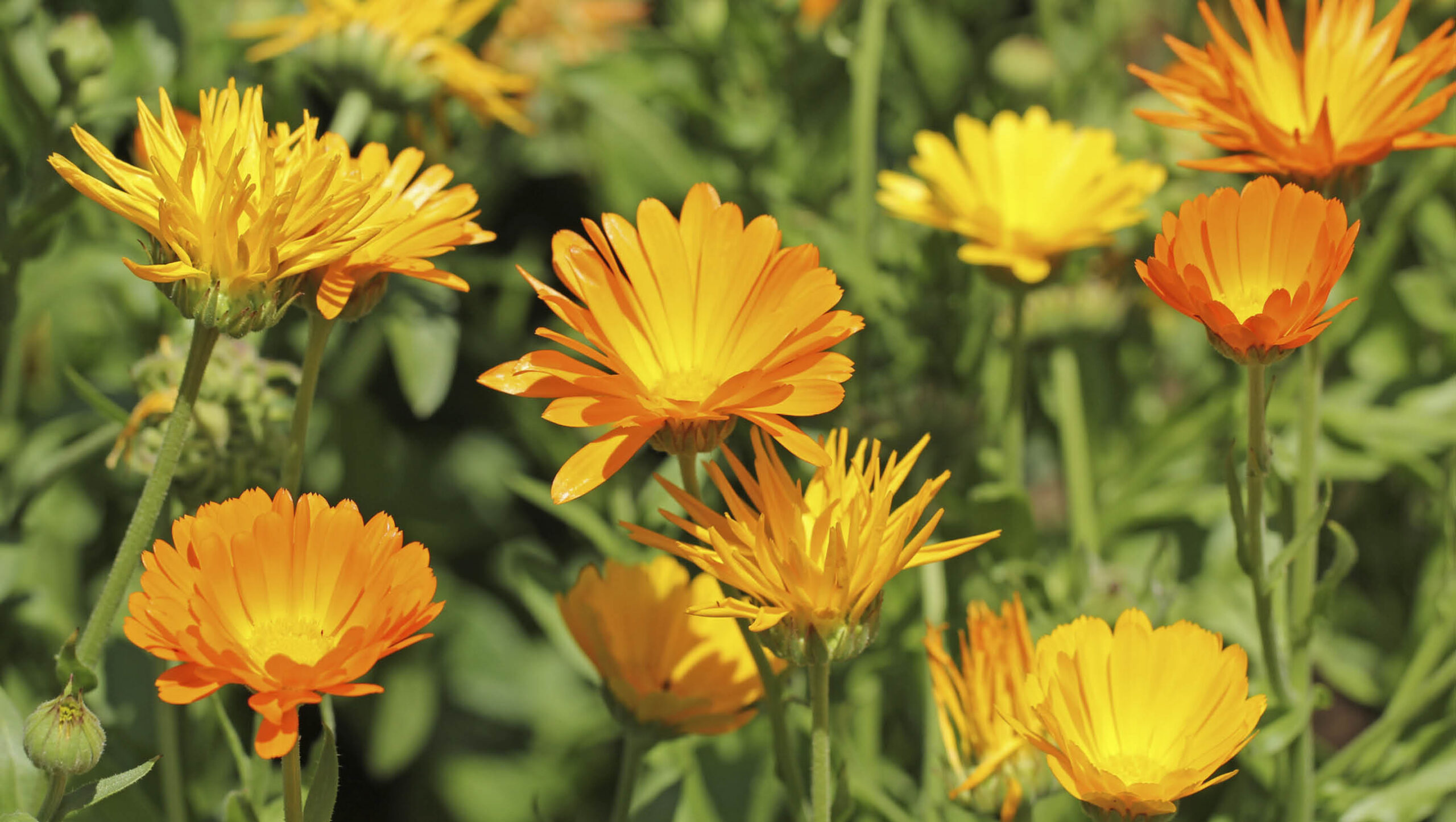 Calendula flowers growing among green stems and leaves.
