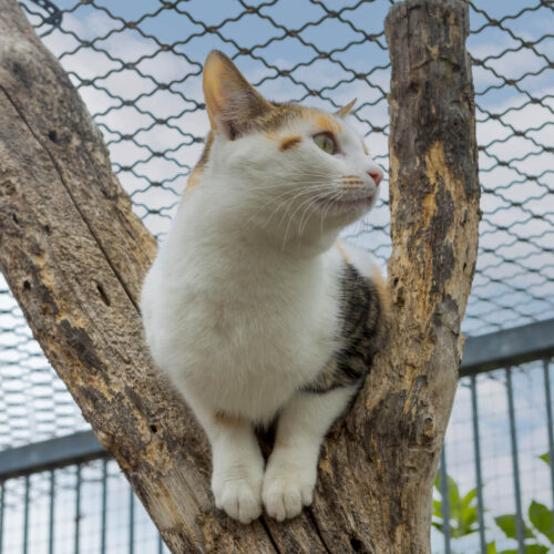 A cat sitting in a tree branch within a cat enclosure.