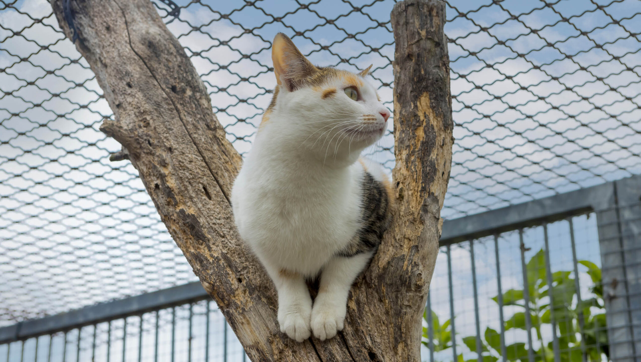 A cat sitting in a tree branch within a cat enclosure.