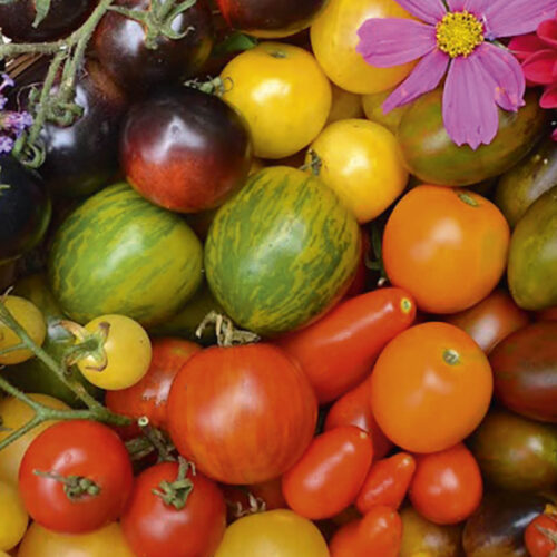 A basket filled with a variety of colourful tomatoes.