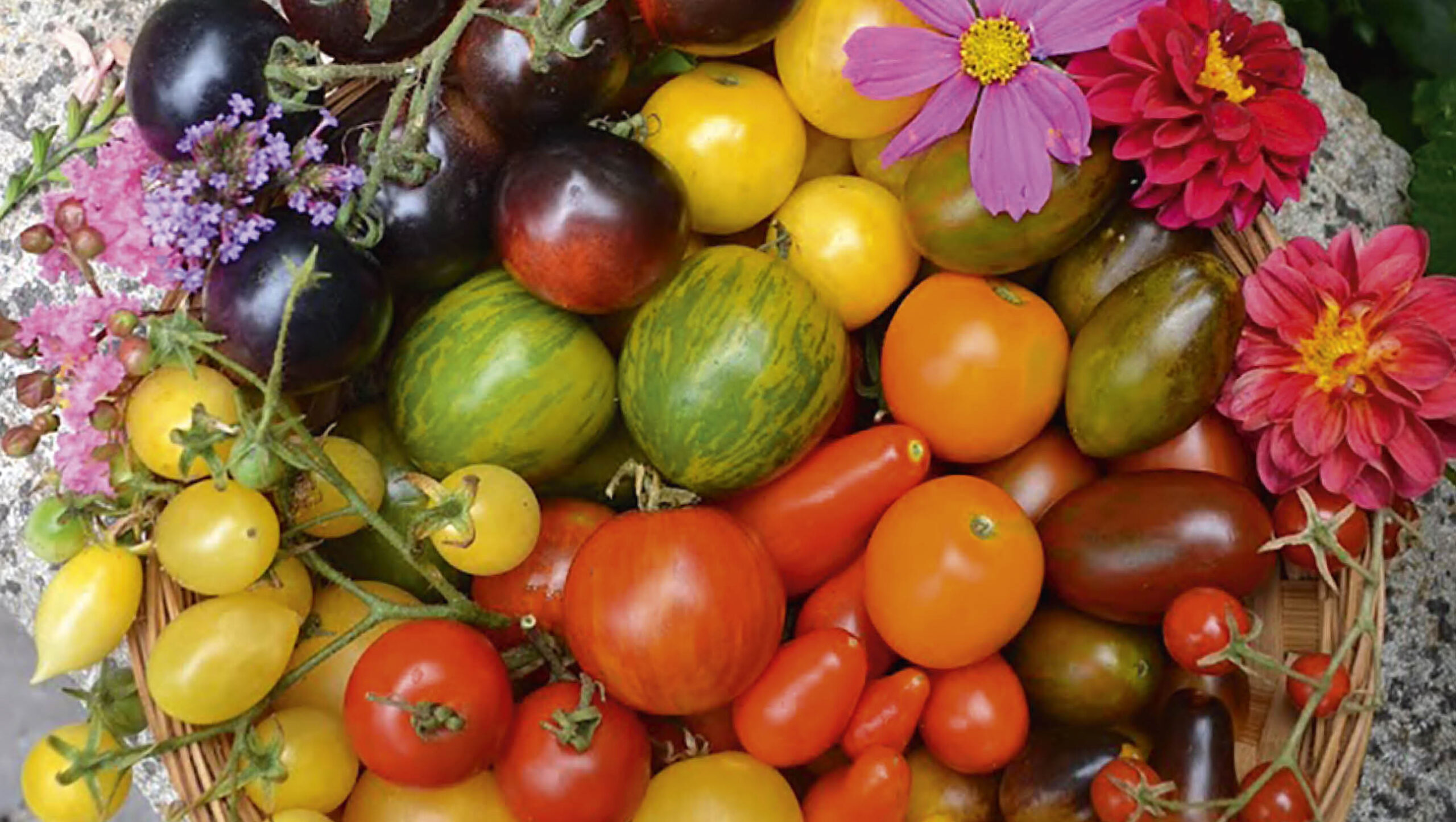 A basket filled with a variety of colourful tomatoes.