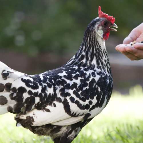 A silver spangled hamburg chook being trained using a handful of chook food.