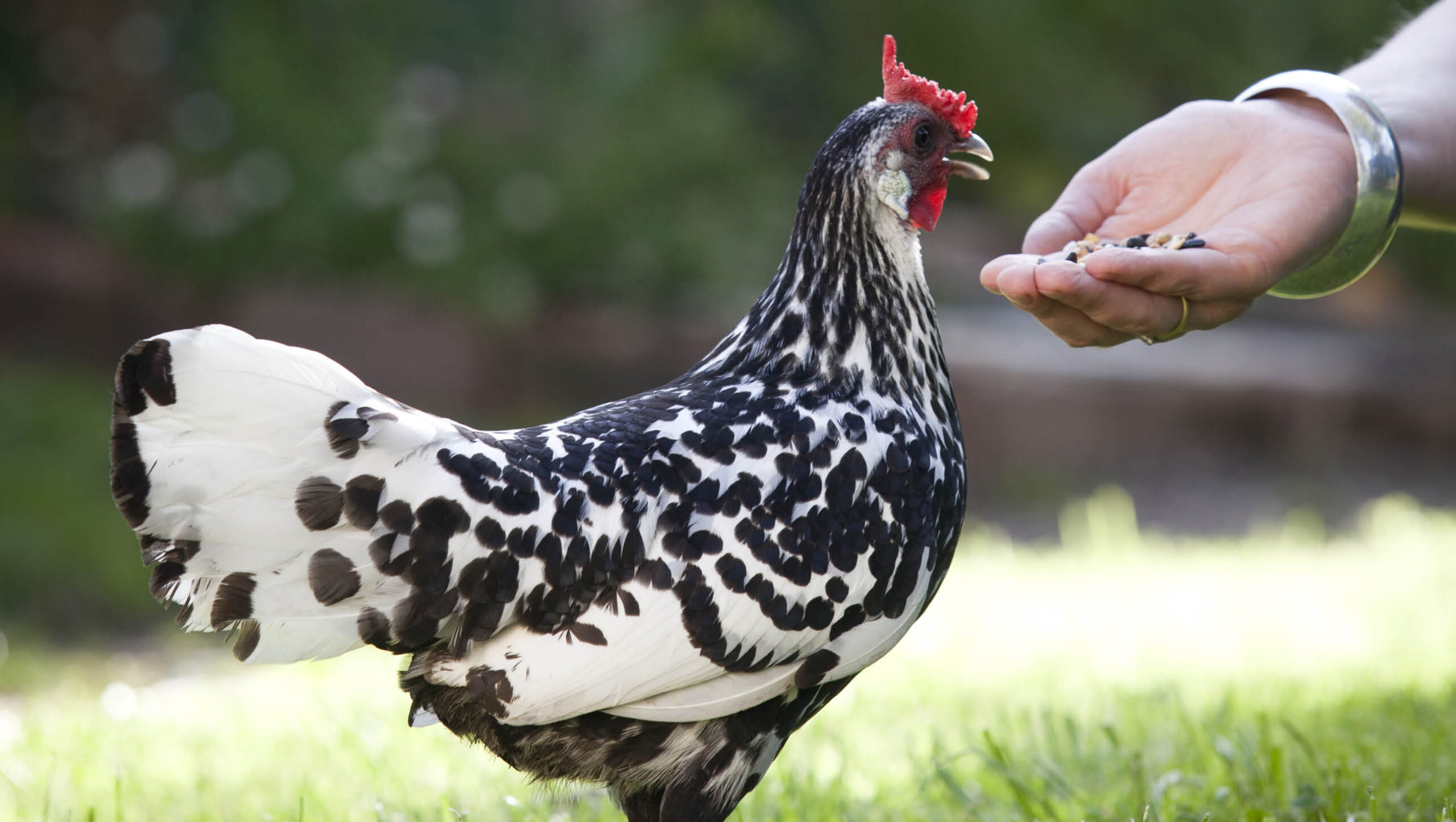 A silver spangled hamburg chook being trained using a handful of chook food.