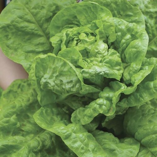A leafy head of lettuce.