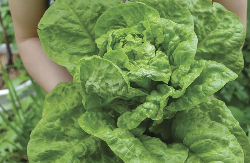 A leafy head of lettuce.