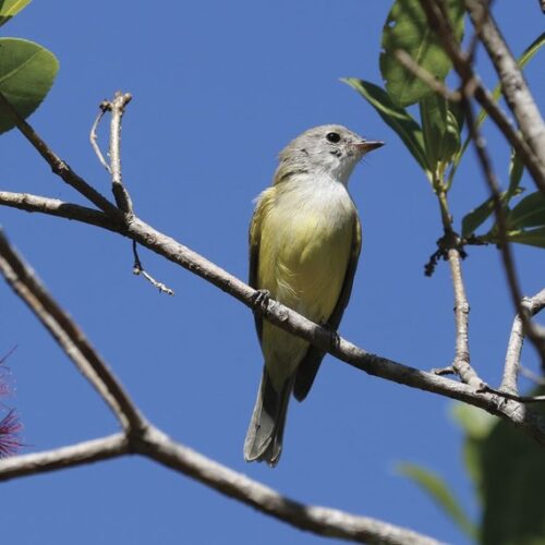 Bring in the bug patrol: insect-eating garden birds