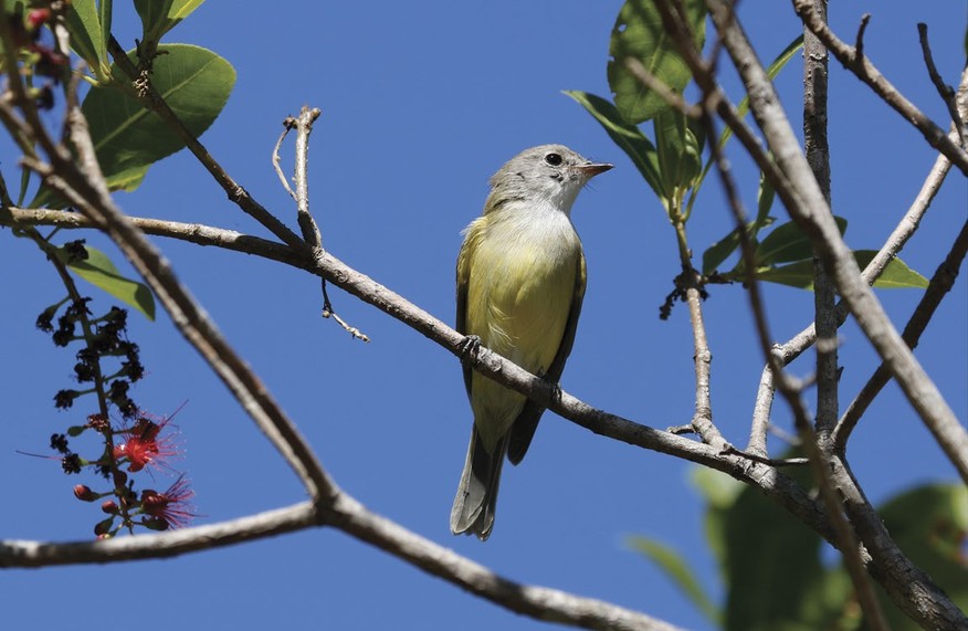 Bring in the bug patrol: insect-eating garden birds