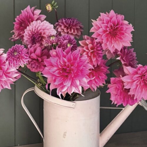 In conversation: Plum Tree Floral Farm – life in full flower