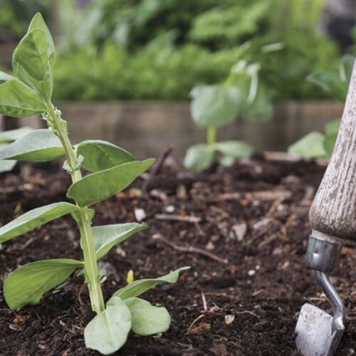 Basics & beyond: your guide to plant nutrition