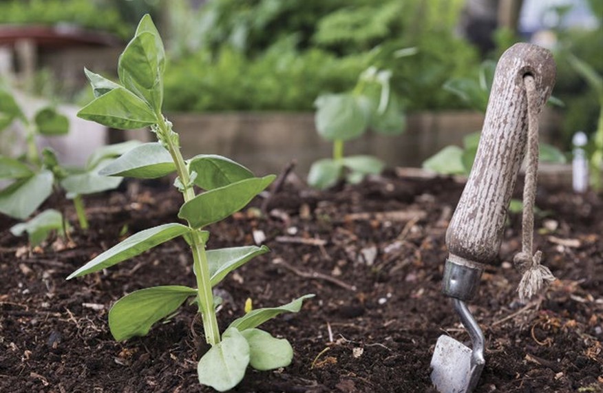 Basics & beyond: your guide to plant nutrition