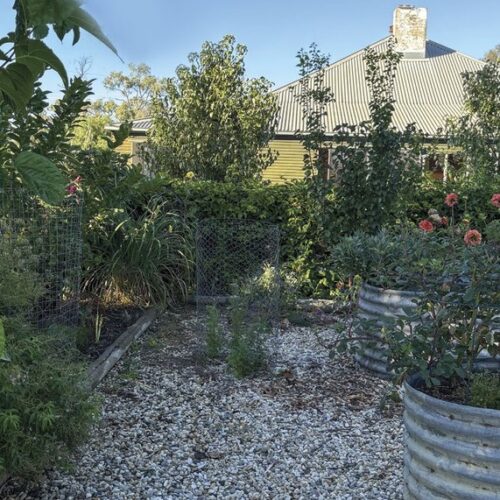 A garden with raised beds, fruit trees and a gravel path.