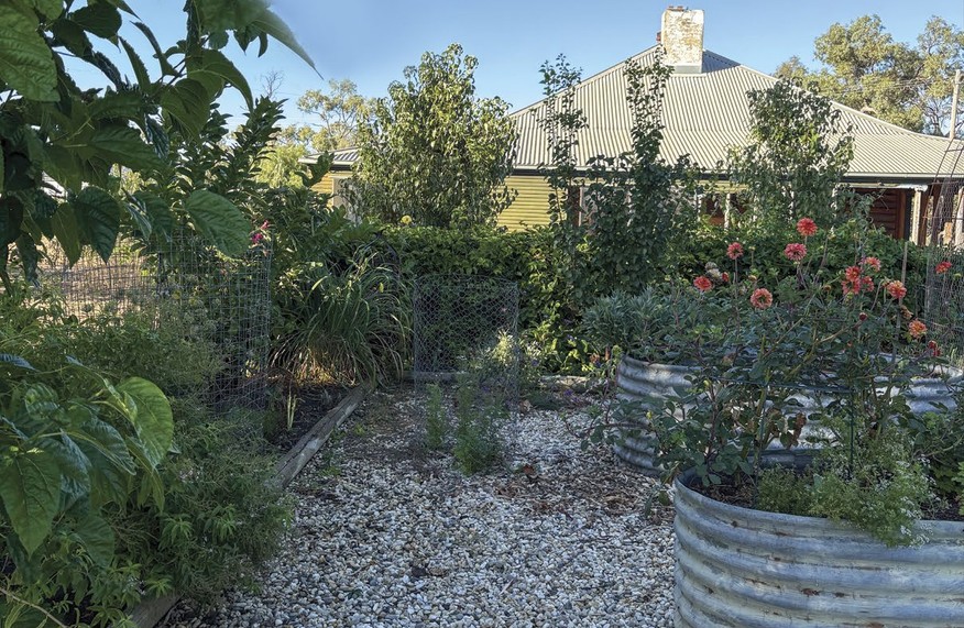 A garden with raised beds, fruit trees and a gravel path.