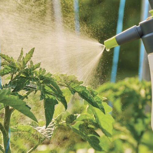 What’s bugging your tomatoes: 12 tomato troubles