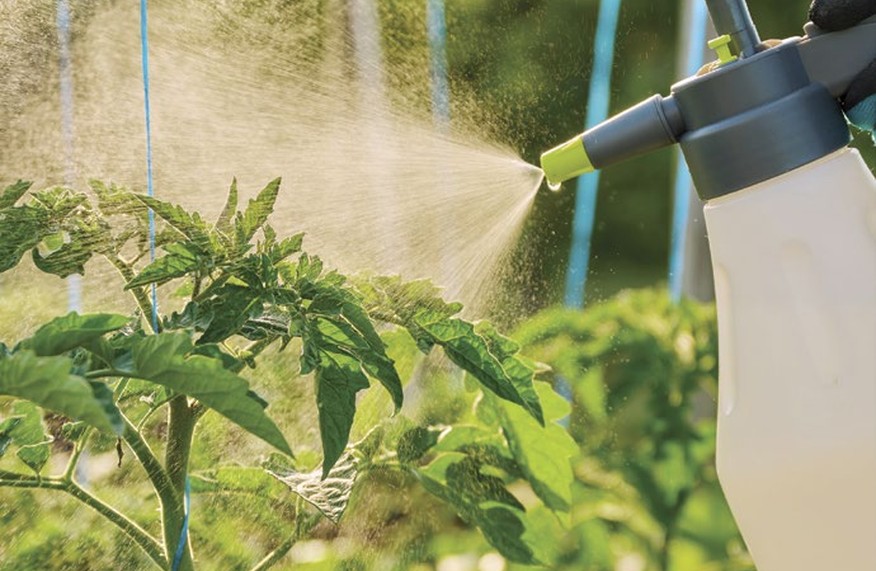 What’s bugging your tomatoes: 12 tomato troubles