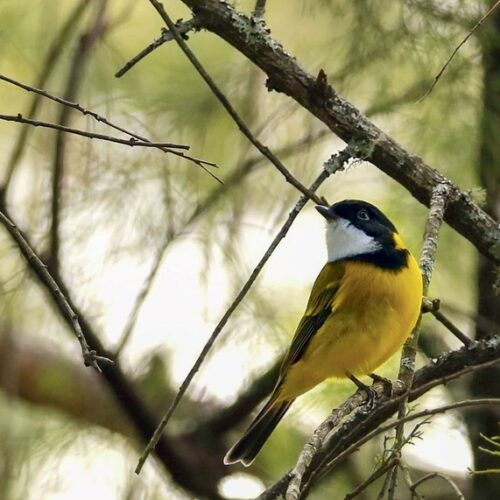 A honeyeater feeding among flowering native shrubs in a backyard garden planted to attract little birds
