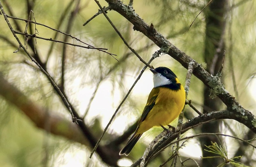 A honeyeater feeding among flowering native shrubs in a backyard garden planted to attract little birds
