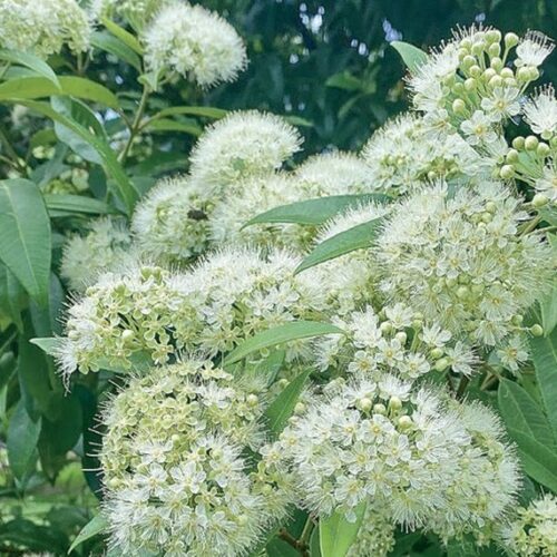 White lemon myrtle flowers in full bloom on the shrub