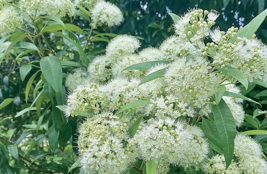 White lemon myrtle flowers in full bloom on the shrub