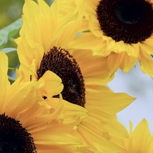Bright yellow sunflowers in full bloom against a blue sky
