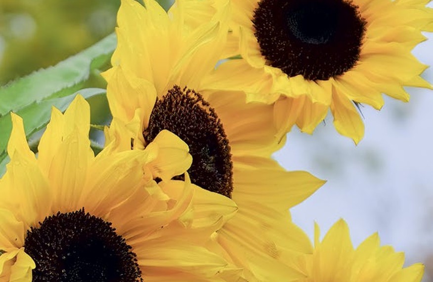 Bright yellow sunflowers in full bloom against a blue sky