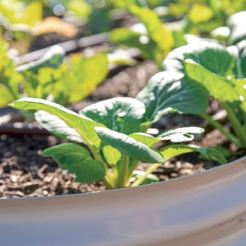 A raised metal wicking garden bed planted with leafy green vegetables