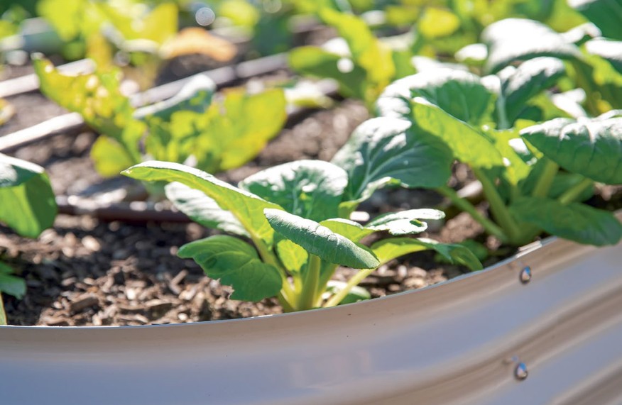 A raised metal wicking garden bed planted with leafy green vegetables