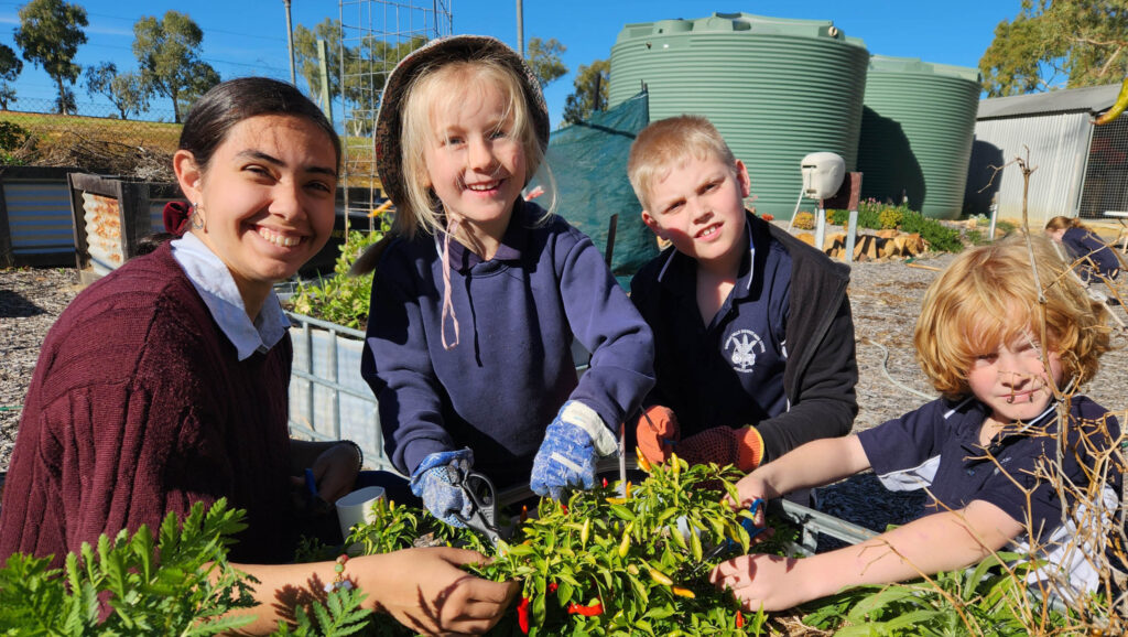 Students in the Wongan Hills District High School kitchen garden.