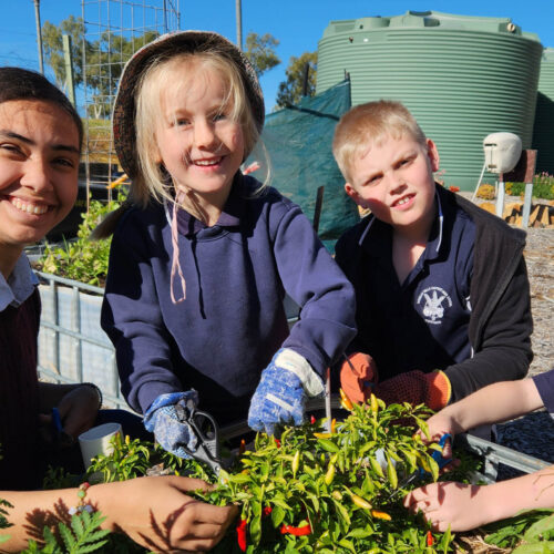 Students in the Wongan Hills District High School kitchen garden.