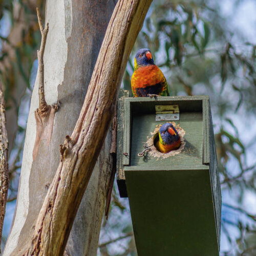 Rainbow lorikeets using a nesting box in a tree.