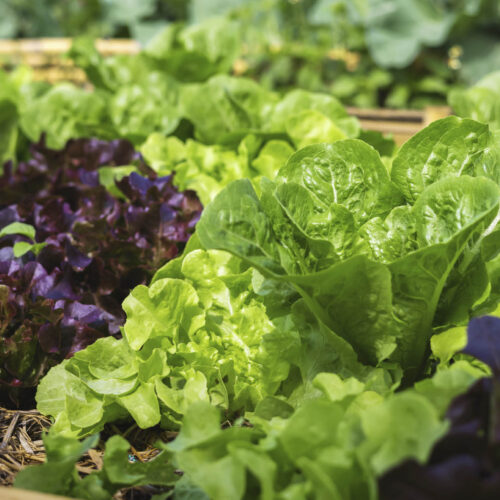 Leafy greens growing in the ground.