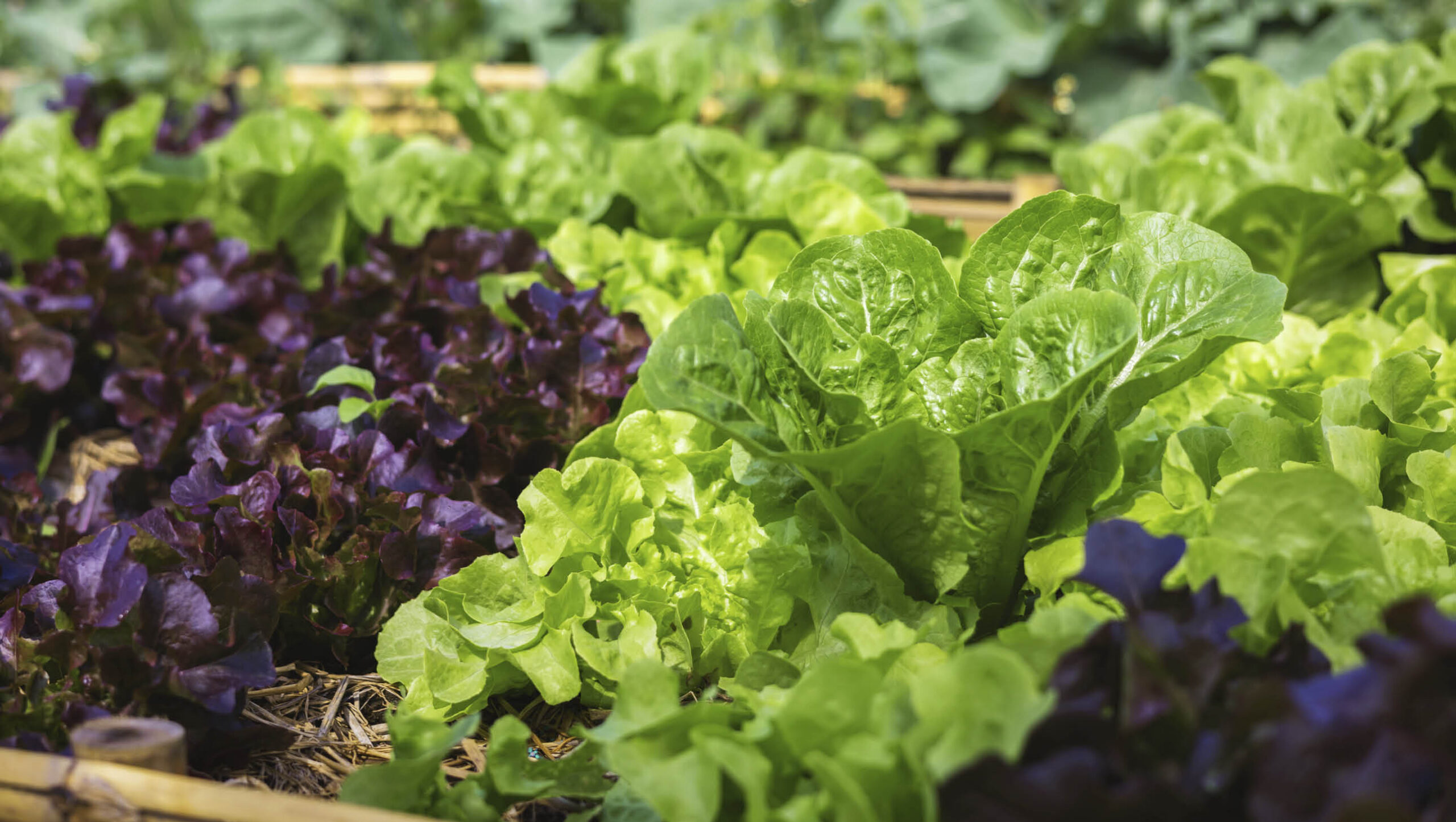 Leafy greens growing in the ground.