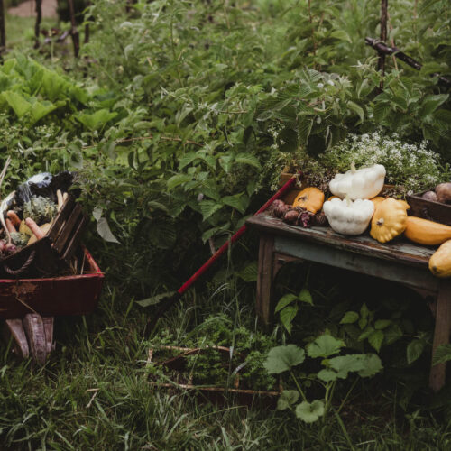 A wheelbarrow and bench with fresh harvests just picked from a garden.