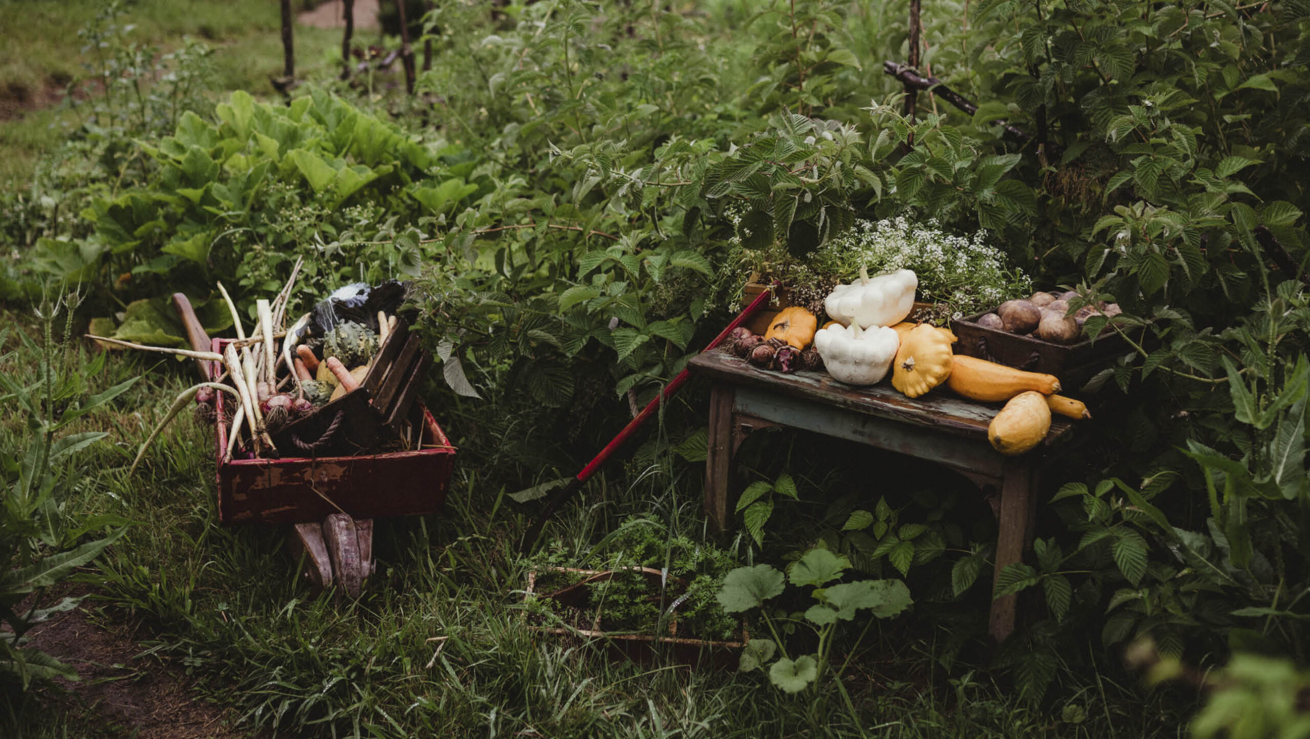 A wheelbarrow and bench with fresh harvests just picked from a garden.