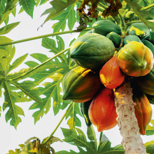 Ripe papaya fruit still on the tree.