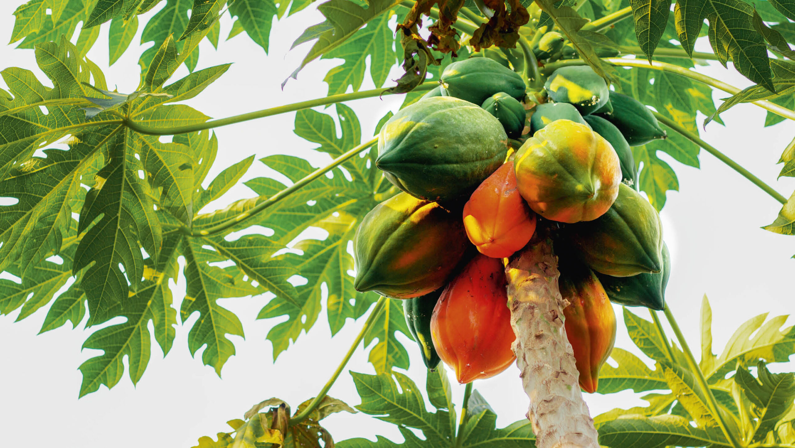 Ripe papaya fruit still on the tree.