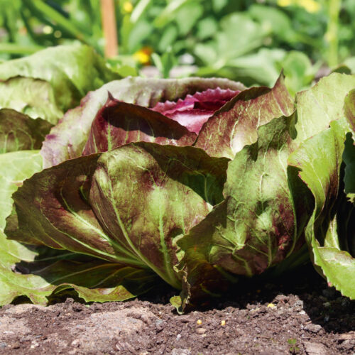 The red and green leaves of a radicchio plant still growing in the ground